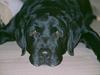 Labrador retriever Victor