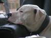 Amerikansk bulldog Bossie