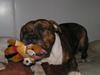 Amerikansk bulldog Mr. Bull