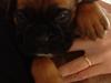 Boxer Oscar