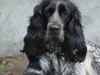 Cocker spaniel Sille <3