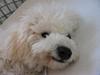 Bichon à poil frisé Baloo