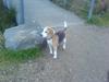 Beagle Sille