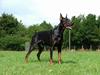Dobermann Blade van't Liethohof*RIP [ Himmelhund]