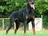 Dobermann Bianka Devil Garden*R.I.P [ Himmelhund]