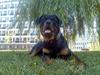 Rottweiler Rocky