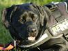 Labrador retriever Binka