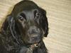 Cocker spaniel Laban