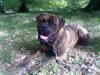 Bullmastiff Hugxi