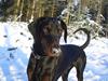 Dobermann Torontos Tess 