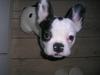 Fransk bulldog Anton