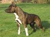 Amerikansk staffordshire terrier Chesty