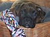 Boxer FNUG