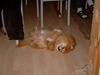 Pomeranian Laban ( Død 08/04-08 ) [ Himmelhund]