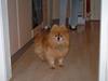 Pomeranian Karlo  ( Død 6/2-06 ) [ Himmelhund]