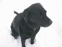 Labrador retriever Busse