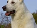 Hvid Schweizisk Hyrdehund Kappelgaards Tyson *RIP*