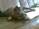 Blanding af racer Molly R.I.P