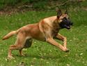 Malinois IPO3 Vandalen´s Iroc - over regnbuen