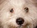 Coton de tulear Mauritz