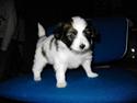 Papillon Tikki