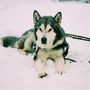 Alaskan malamute Mulberry Isna 