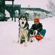 Alaskan malamute Mulberry Isna 