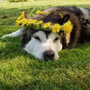 Alaskan malamute Mulberry Isna 