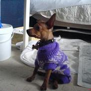 Dvaergpinscher Sylvester