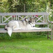 Alaskan malamute Mulberry Isna 