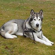 Alaskan malamute Mulberry Isna 