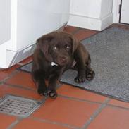 Labrador retriever Bjørn