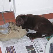 Labrador retriever Bjørn