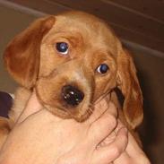 Blanding af racer Trunte 