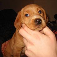 Blanding af racer Trunte 