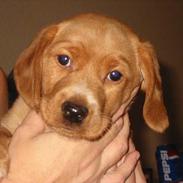 Blanding af racer Trunte 