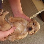 Blanding af racer Trunte 