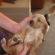 Blanding af racer Trunte 