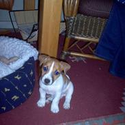Jack russell terrier Buller