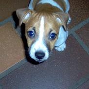 Jack russell terrier Buller
