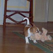 Jack russell terrier Buller