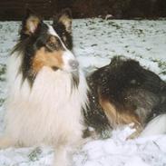 Collie langhåret * Jacki *