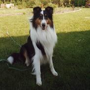 Collie langhåret * Jacki *