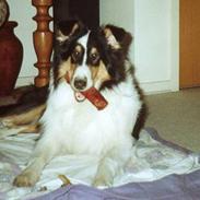 Collie langhåret * Jacki *