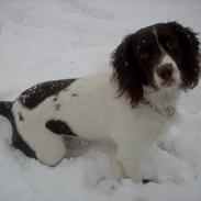 Engelsk springer spaniel tessan