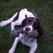 Engelsk springer spaniel tessan