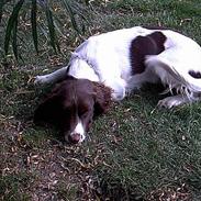 Engelsk springer spaniel tessan