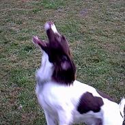 Engelsk springer spaniel tessan