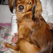 Blanding af racer Baloo