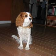 Cavalier king charles spaniel Havanna